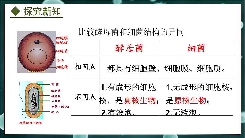 5.2.1  酵母菌和霉菌（课件）-2024-2025学年八年级冀少版生物上册08