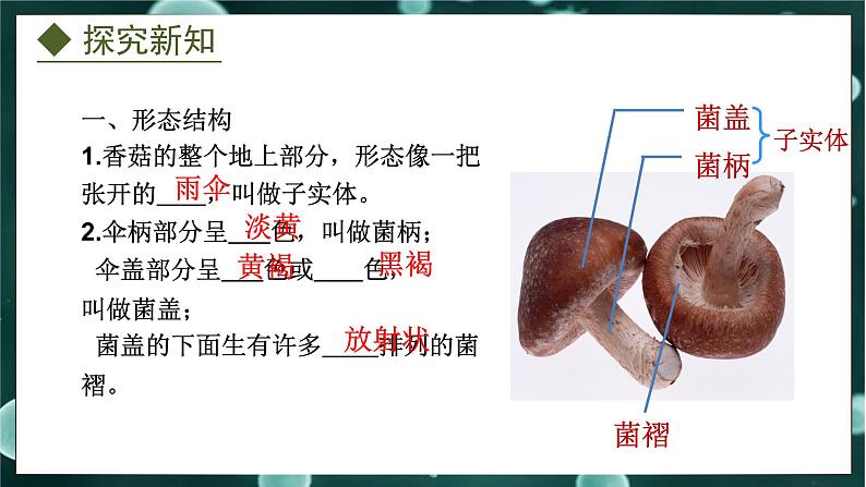 5.2.2  食用真菌（课件）-2024-2025学年八年级冀少版生物上册06