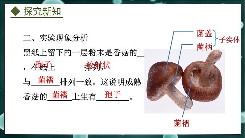 5.2.2  食用真菌（课件）-2024-2025学年八年级冀少版生物上册07