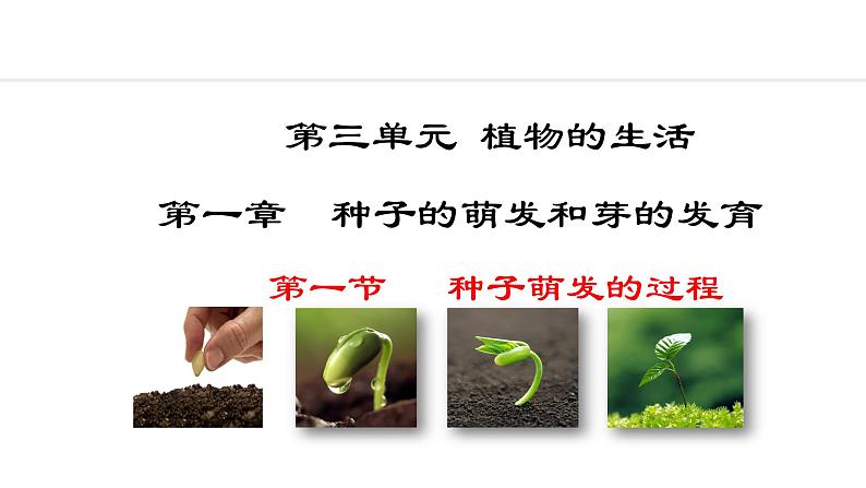 冀少版八年级生物上册课件 3.1.1  种子萌发的过程01