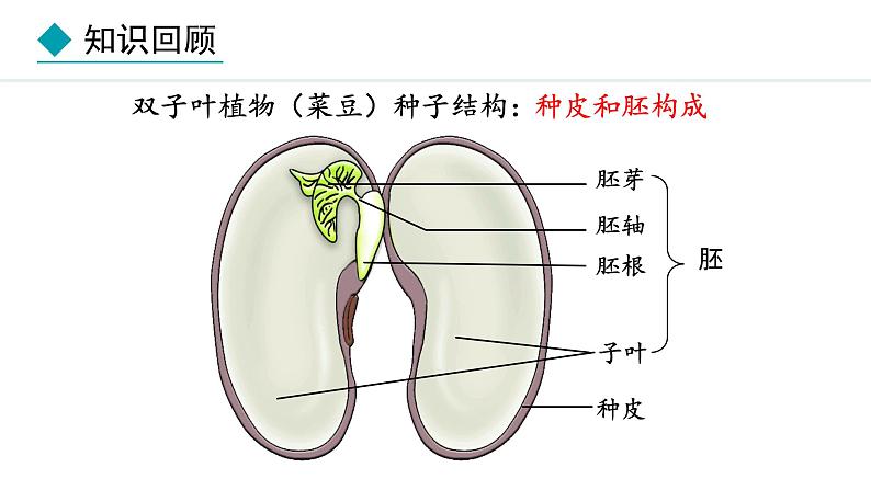 冀少版八年级生物上册课件 3.1.1  种子萌发的过程03