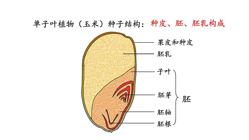 冀少版八年级生物上册课件 3.1.1  种子萌发的过程04