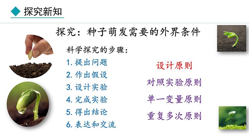 冀少版八年级生物上册课件 3.1.2  种子萌发的条件04