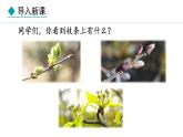 冀少版八年级生物上册课件 3.1.3  芽的发育