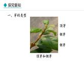 冀少版八年级生物上册课件 3.1.3  芽的发育
