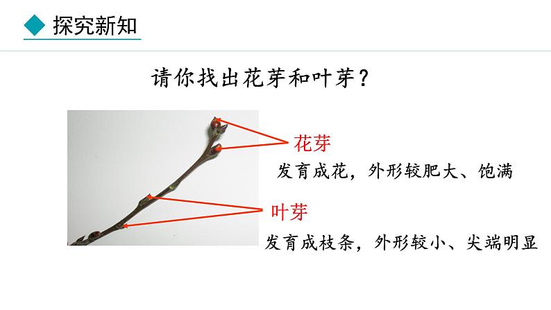 冀少版八年级生物上册课件 3.1.3  芽的发育06