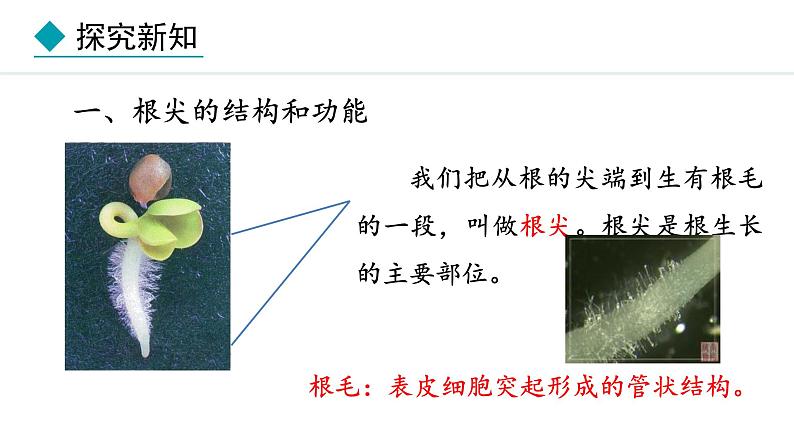冀少版八年级生物上册课件 3.2.1  根的生长04
