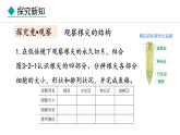 冀少版八年级生物上册课件 3.2.1  根的生长