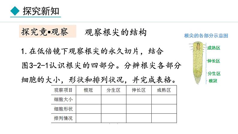 冀少版八年级生物上册课件 3.2.1  根的生长05