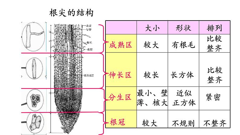 冀少版八年级生物上册课件 3.2.1  根的生长06