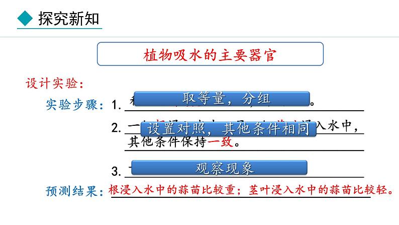 冀少版八年级生物上册课件 3.2.2  根对水分的吸收05