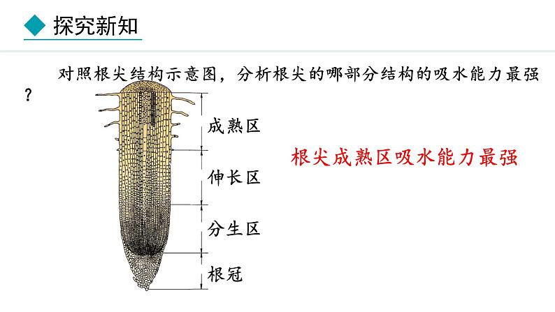 冀少版八年级生物上册课件 3.2.2  根对水分的吸收07