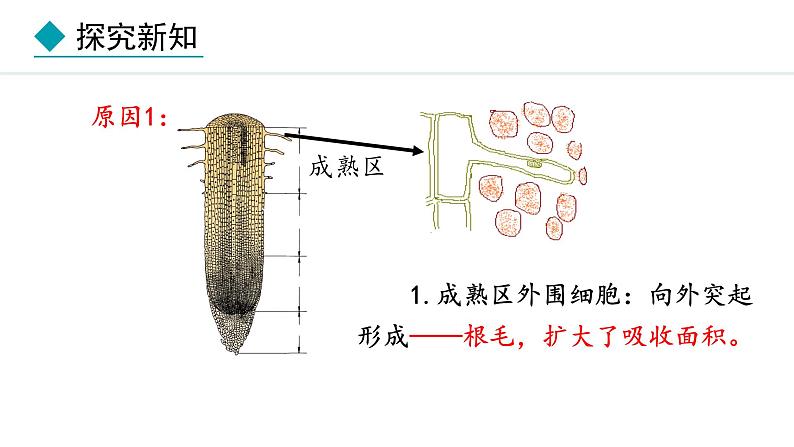 冀少版八年级生物上册课件 3.2.2  根对水分的吸收08