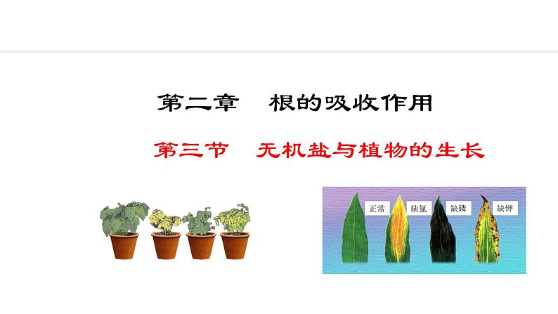 冀少版八年级生物上册课件 3.2.3  无机盐与植物的生长01