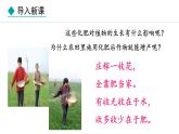 冀少版八年级生物上册课件 3.2.3  无机盐与植物的生长