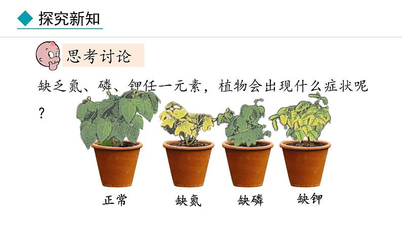 冀少版八年级生物上册课件 3.2.3  无机盐与植物的生长06