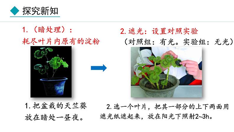 冀少版八年级生物上册课件 3.3.1  光合作用的产物07