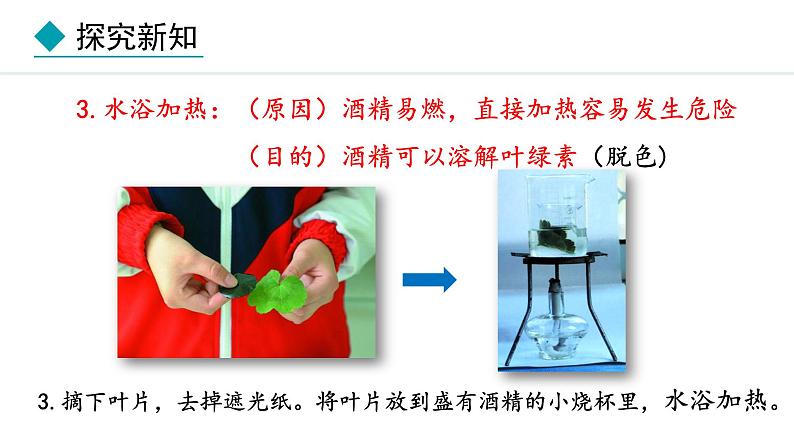 冀少版八年级生物上册课件 3.3.1  光合作用的产物08