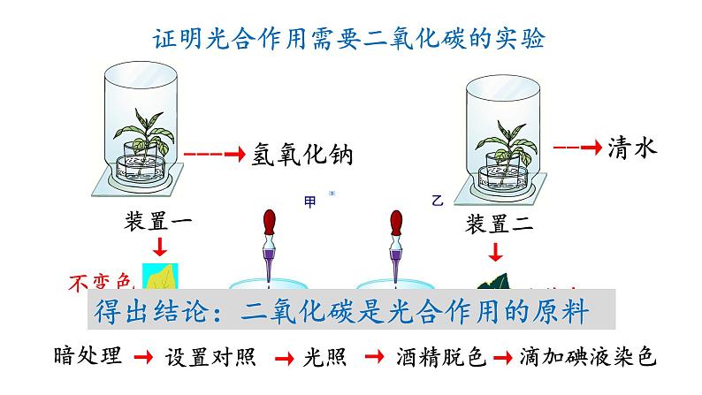 冀少版八年级生物上册课件 3.3.2  光合作用的原料第6页