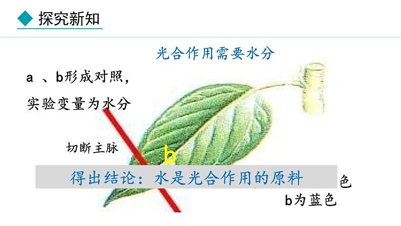 冀少版八年级生物上册课件 3.3.2  光合作用的原料第8页