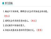 冀少版八年级生物上册课件 3.3.3  光合作用的场所