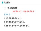 冀少版八年级生物上册课件 3.3.3  光合作用的场所