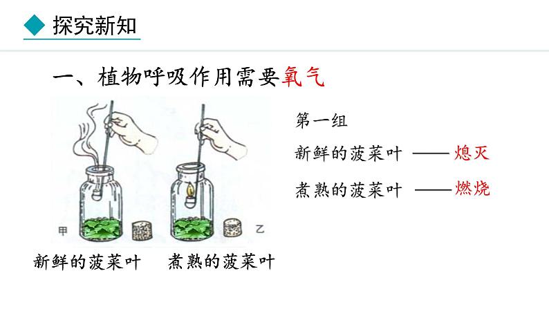 冀少版八年级生物上册课件 3.4.1  呼吸作用04