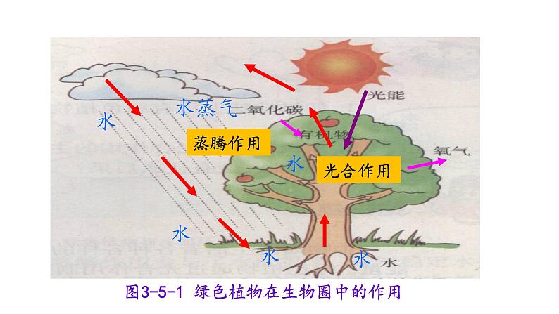 冀少版八年级生物上册课件 3.5  绿色植物在生物圈中的作用05