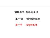 冀少版八年级生物上册课件 4.1.1  运动的基础