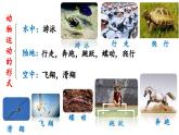 冀少版八年级生物上册课件 4.1.1  运动的基础