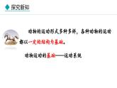 冀少版八年级生物上册课件 4.1.1  运动的基础
