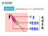 冀少版八年级生物上册课件 4.1.2  运动的完成