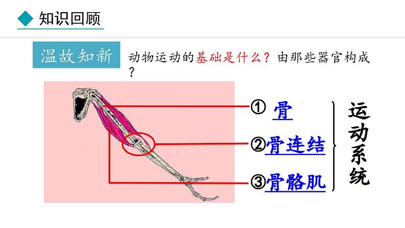 冀少版八年级生物上册课件 4.1.2  运动的完成03