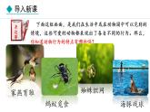 冀少版八年级生物上册课件 4.2.1  动物行为的特点