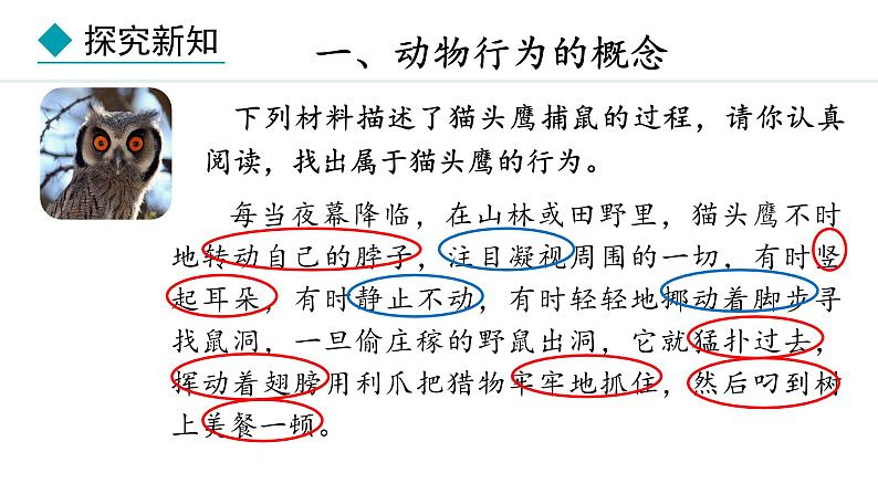 冀少版八年级生物上册课件 4.2.1  动物行为的特点04