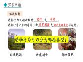 冀少版八年级生物上册课件 4.2.2  动物行为的类型