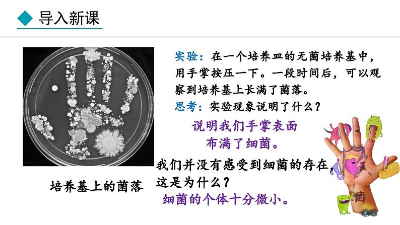 冀少版八年级生物上册课件 5.1.1  细菌03