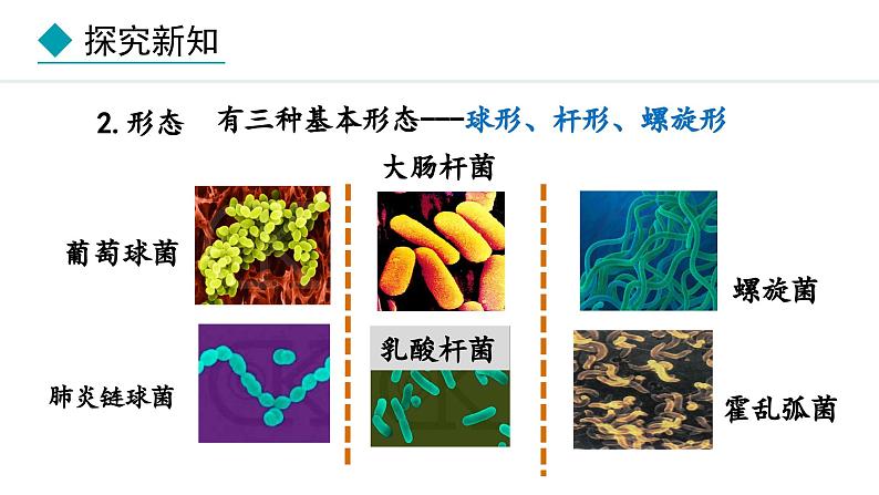 冀少版八年级生物上册课件 5.1.1  细菌06