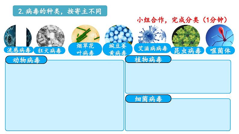 冀少版八年级生物上册课件 5.1.2  病毒07