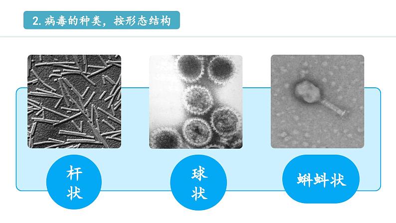 冀少版八年级生物上册课件 5.1.2  病毒08