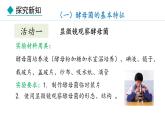 冀少版八年级生物上册课件 5.2.1  酵母菌和霉菌