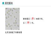 冀少版八年级生物上册课件 5.2.1  酵母菌和霉菌
