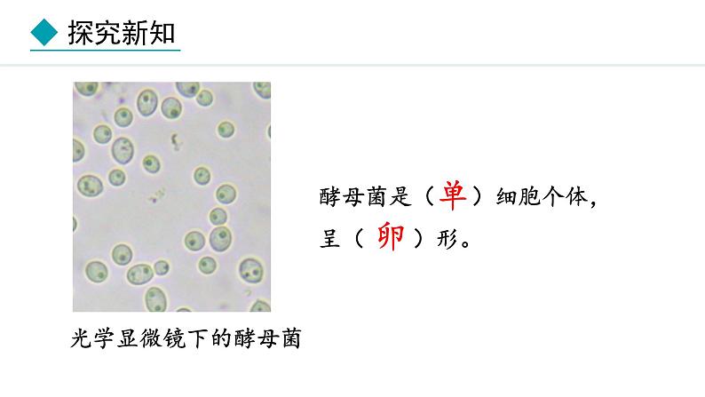 冀少版八年级生物上册课件 5.2.1  酵母菌和霉菌05