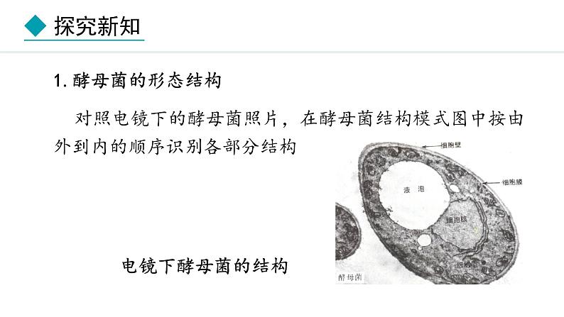 冀少版八年级生物上册课件 5.2.1  酵母菌和霉菌06