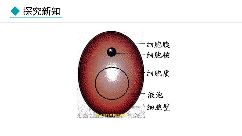 冀少版八年级生物上册课件 5.2.1  酵母菌和霉菌07