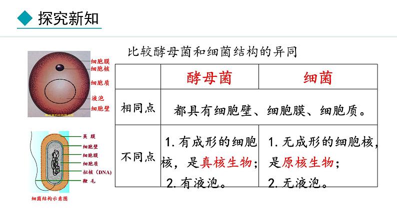 冀少版八年级生物上册课件 5.2.1  酵母菌和霉菌08