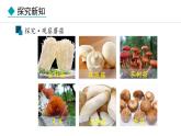冀少版八年级生物上册课件 5.2.2  食用真菌