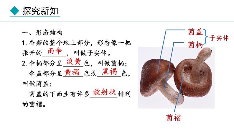 冀少版八年级生物上册课件 5.2.2  食用真菌06