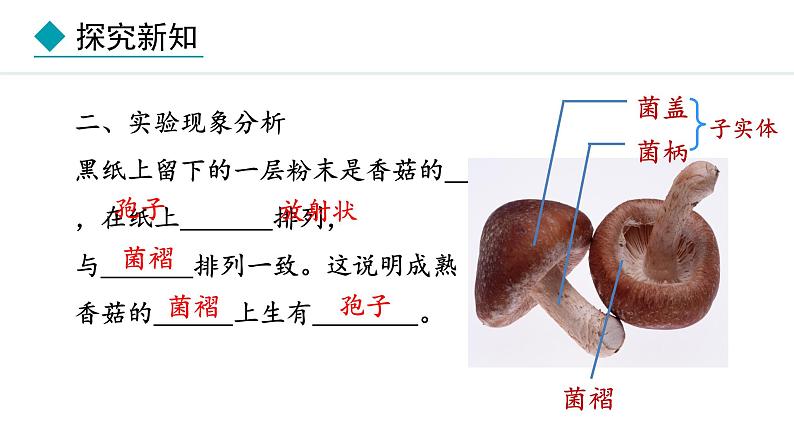 冀少版八年级生物上册课件 5.2.2  食用真菌07