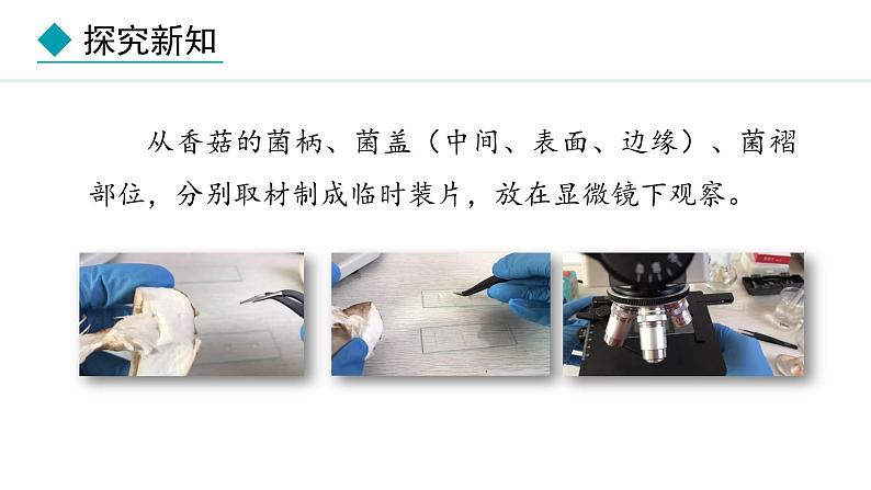 冀少版八年级生物上册课件 5.2.2  食用真菌08